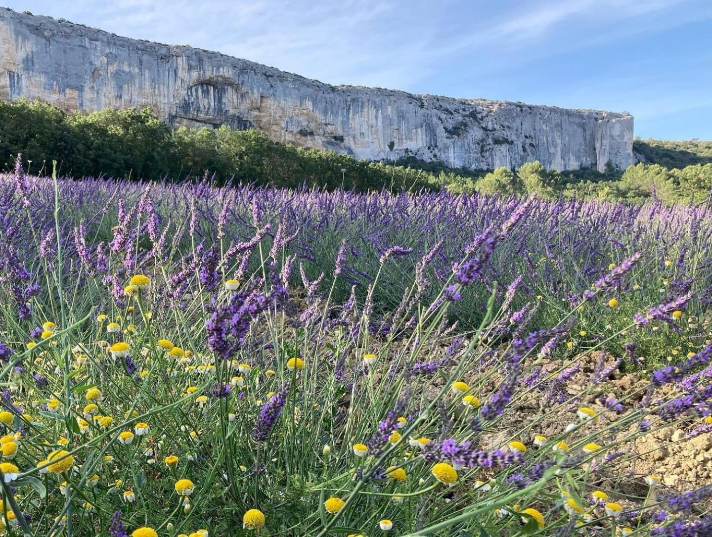Gite La Madeleine Du Luberon. Lioux 外观 照片